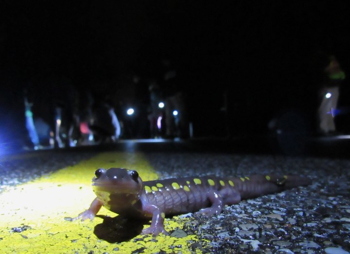 Spotted Salamander